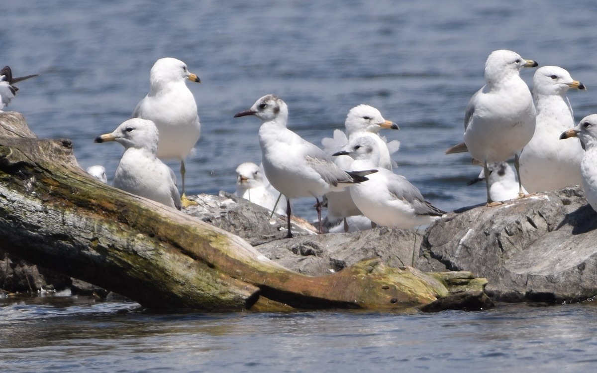 Black-headed Gull - ML620465960