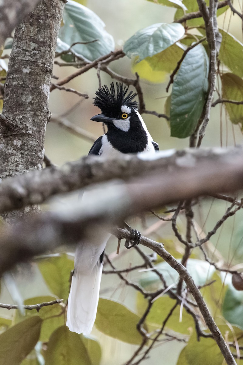 Tufted Jay - ML620465965