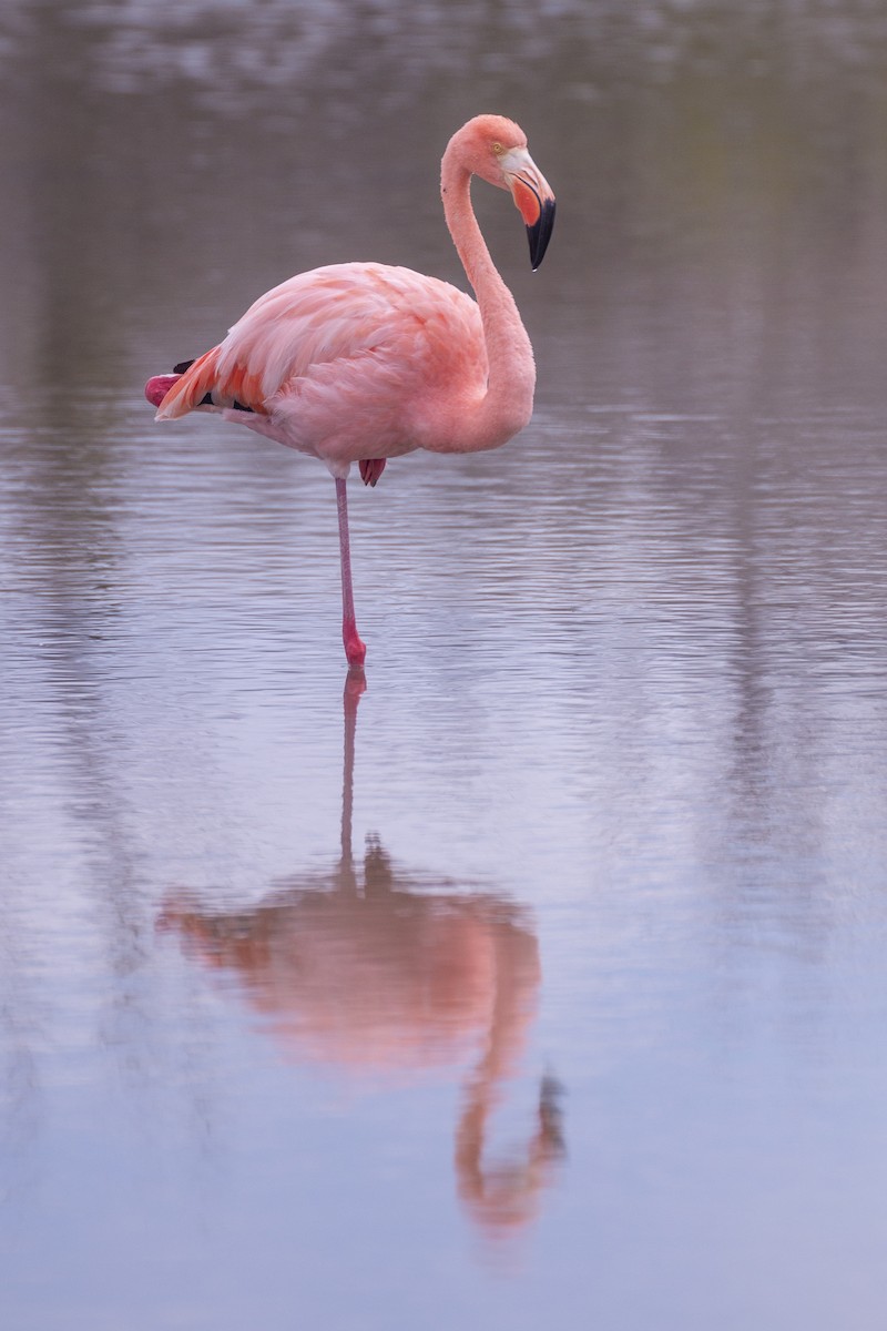 Amerika Flamingosu - ML620465967