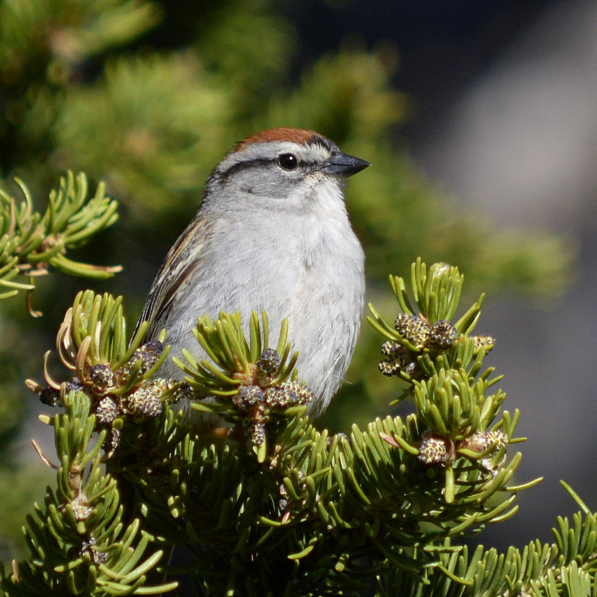 Chipping Sparrow - ML620465968