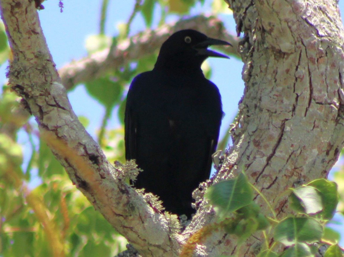 Common Grackle - ML620465969