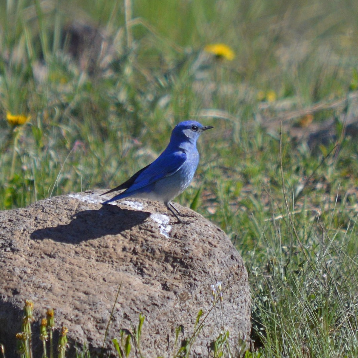 Mountain Bluebird - ML620465971