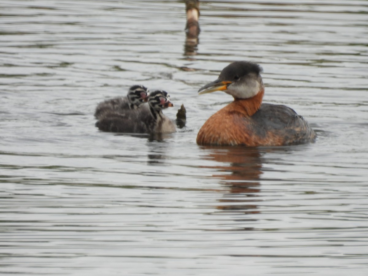 Red-necked Grebe - ML620465972