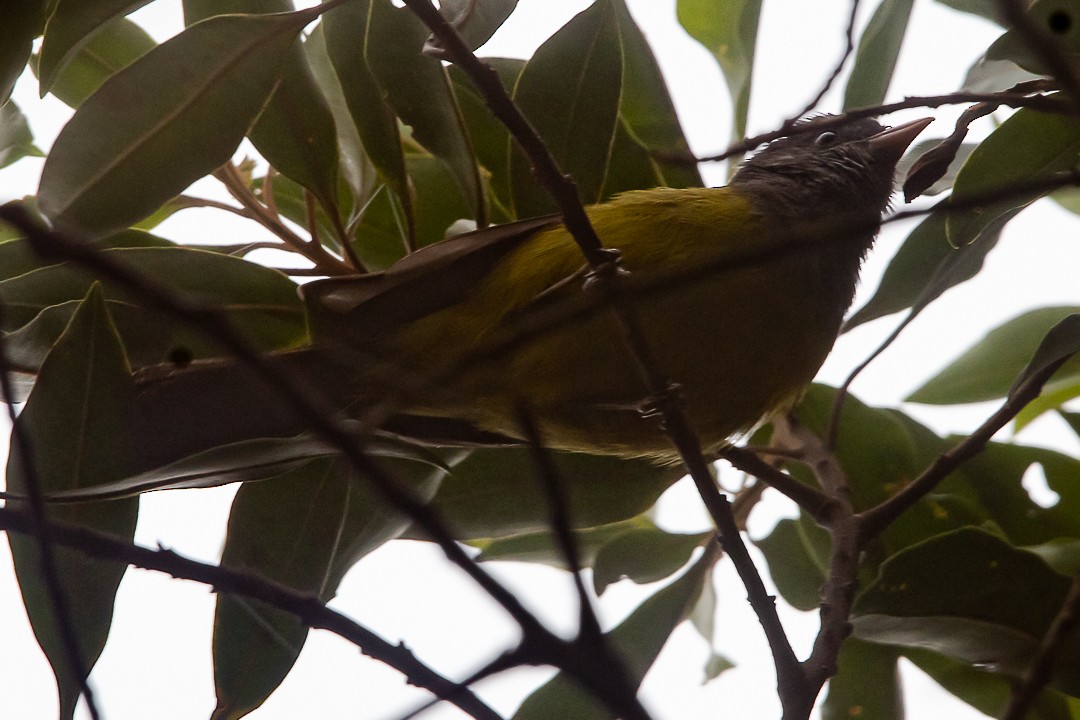 Gray-hooded Bush Tanager - ML620465974