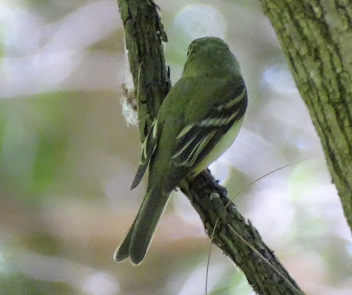 Acadian Flycatcher - ML620465976