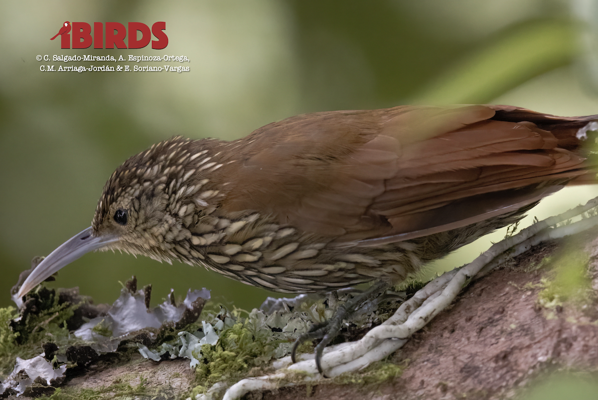 Spot-crowned Woodcreeper - ML620465980