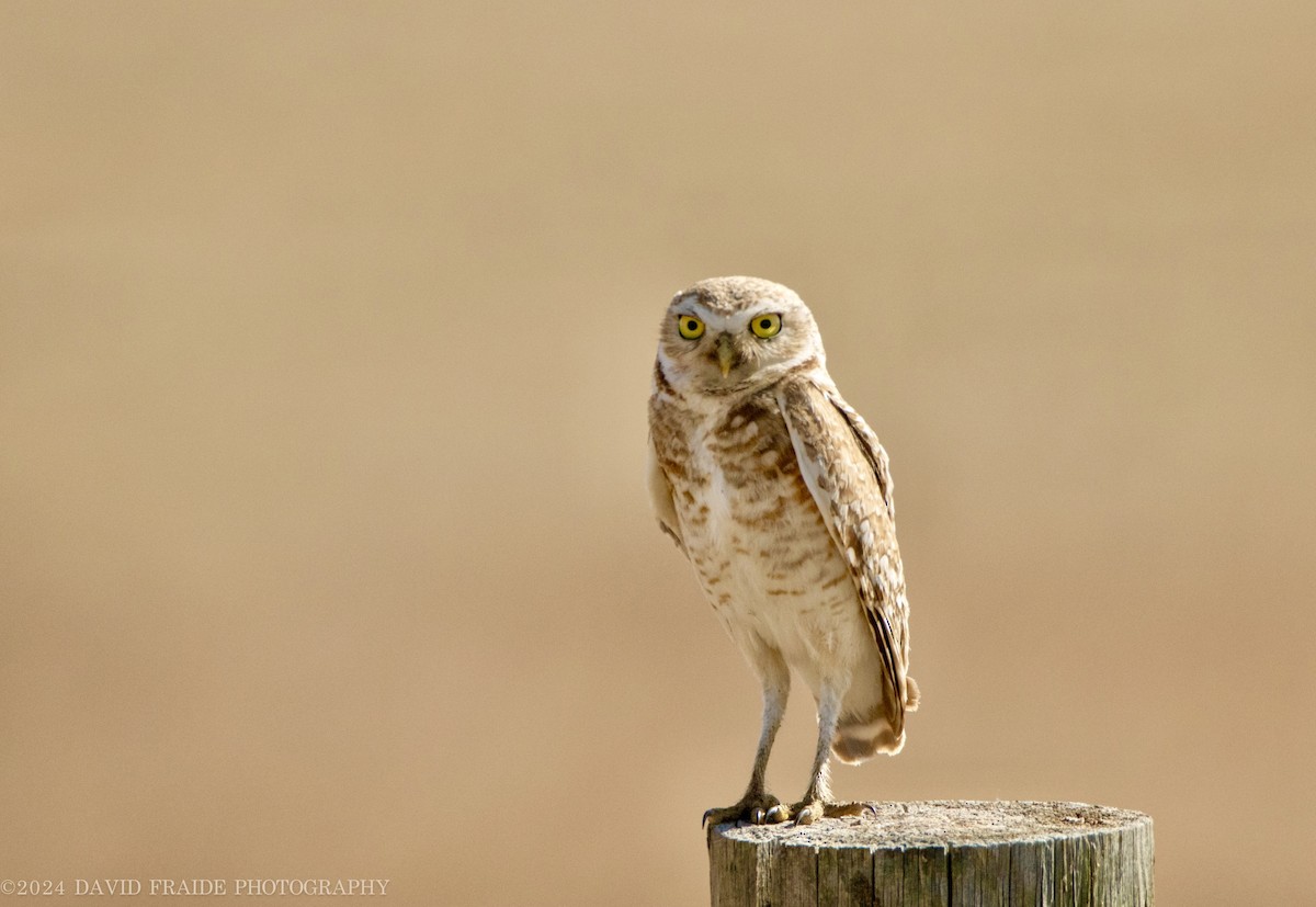 Burrowing Owl - ML620465981