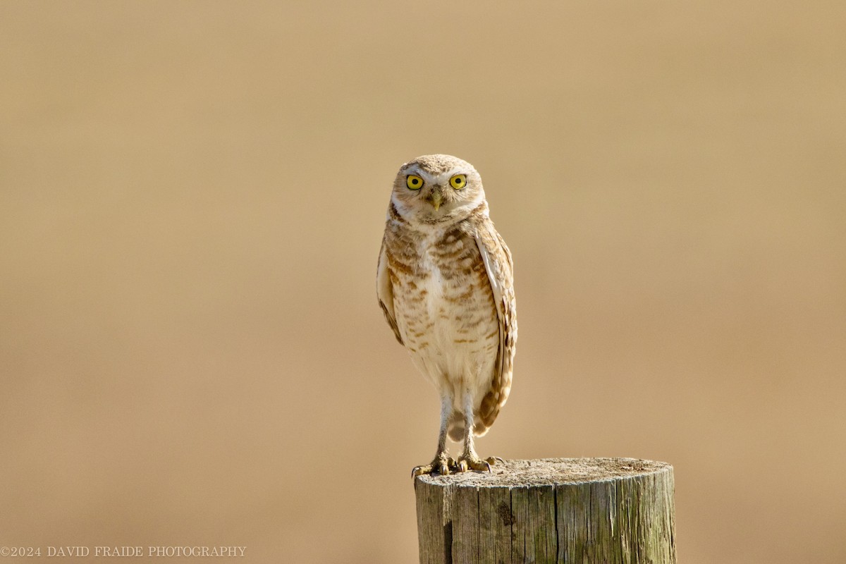 Burrowing Owl - ML620465982