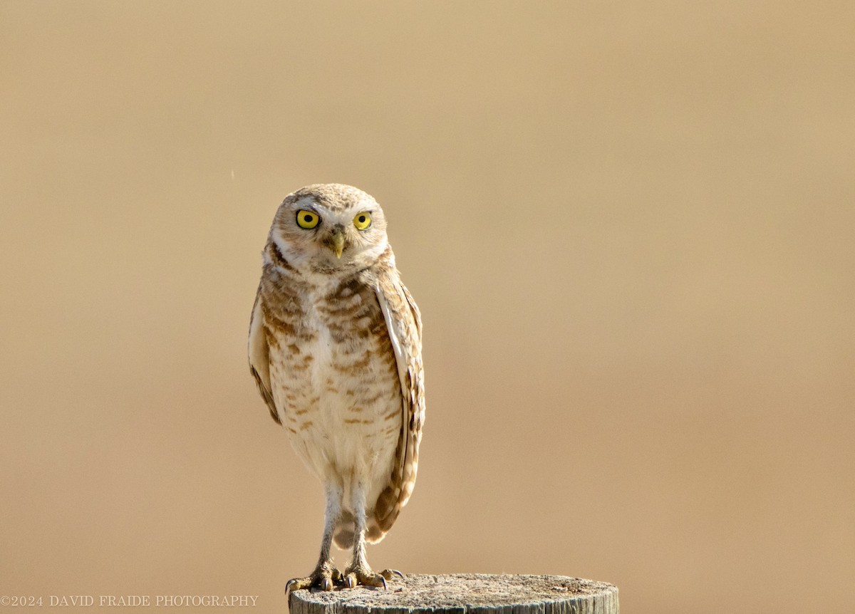 Burrowing Owl - ML620465983