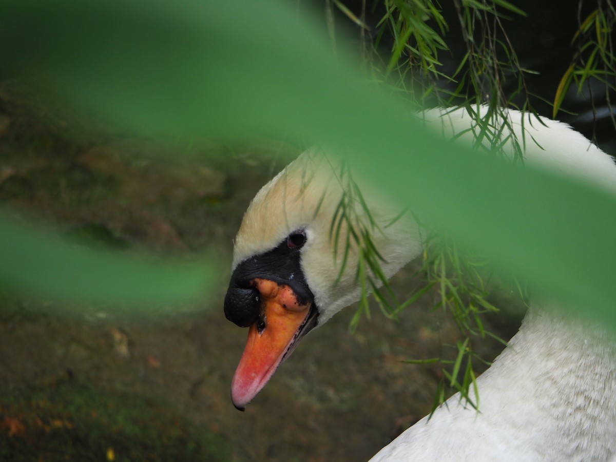 Cygne tuberculé - ML620465987