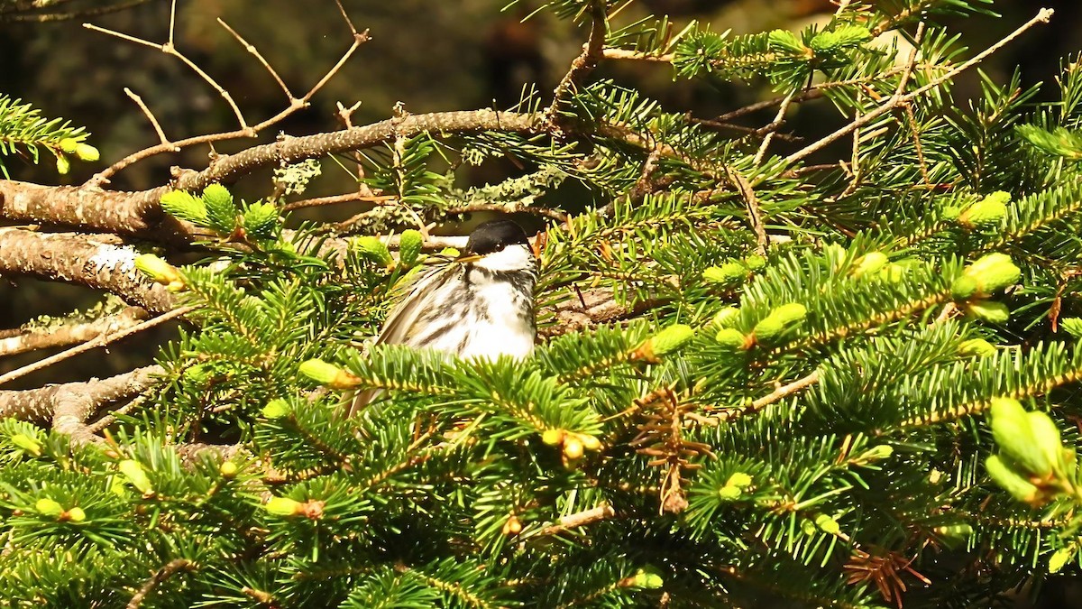 Blackpoll Warbler - ML620465990