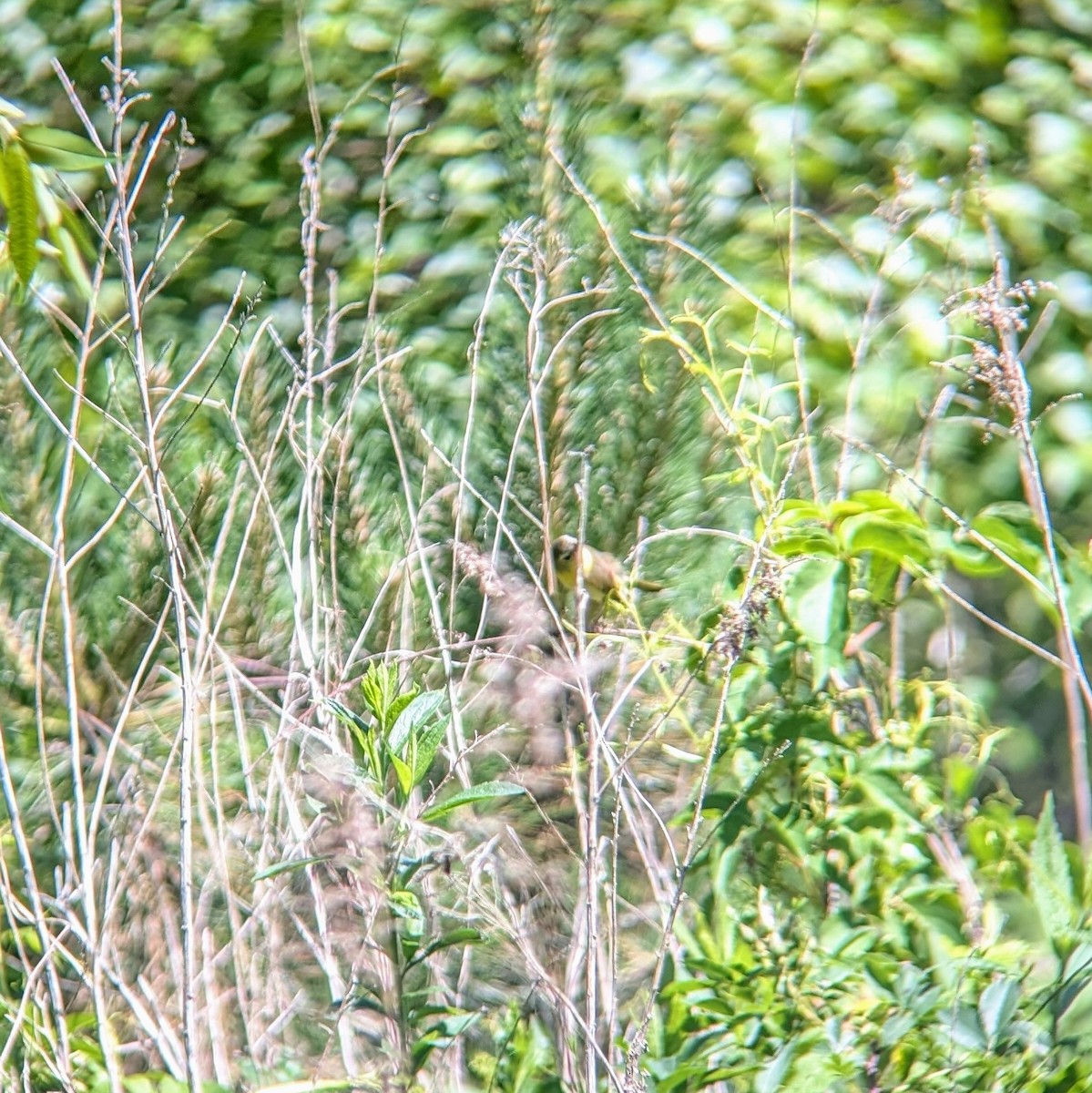 Common Yellowthroat - ML620465992