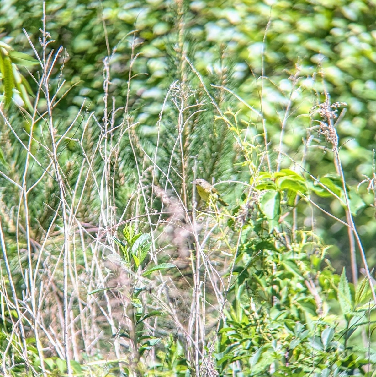 Common Yellowthroat - Molly C