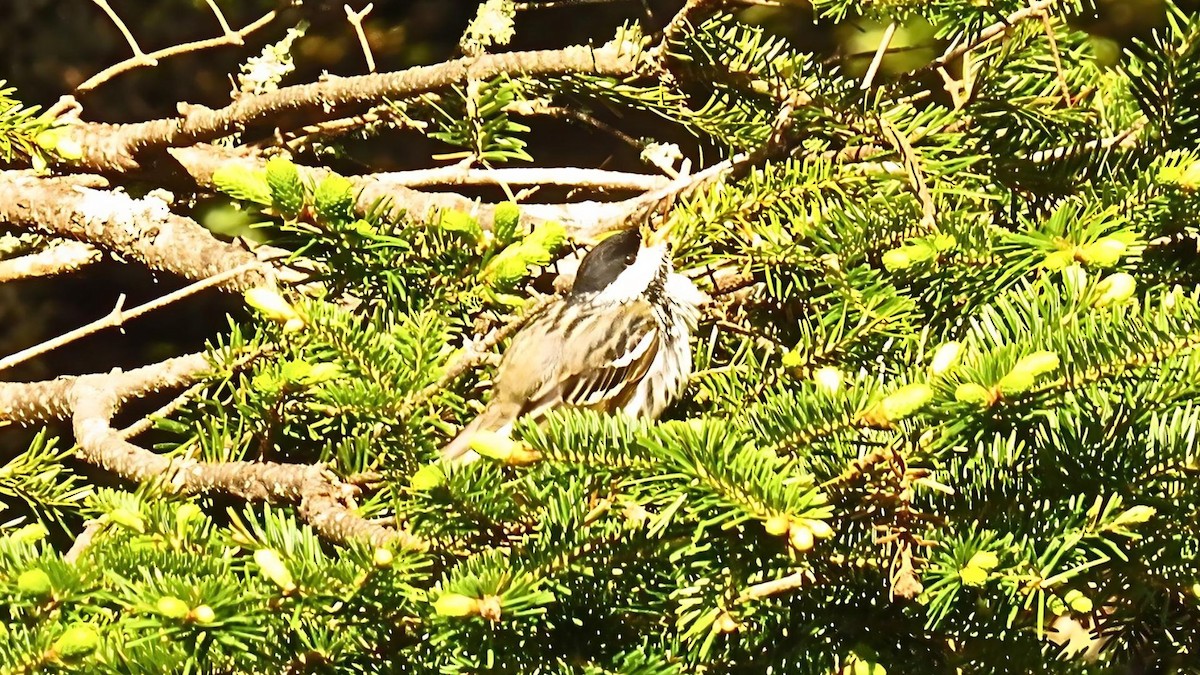 Blackpoll Warbler - ML620465995