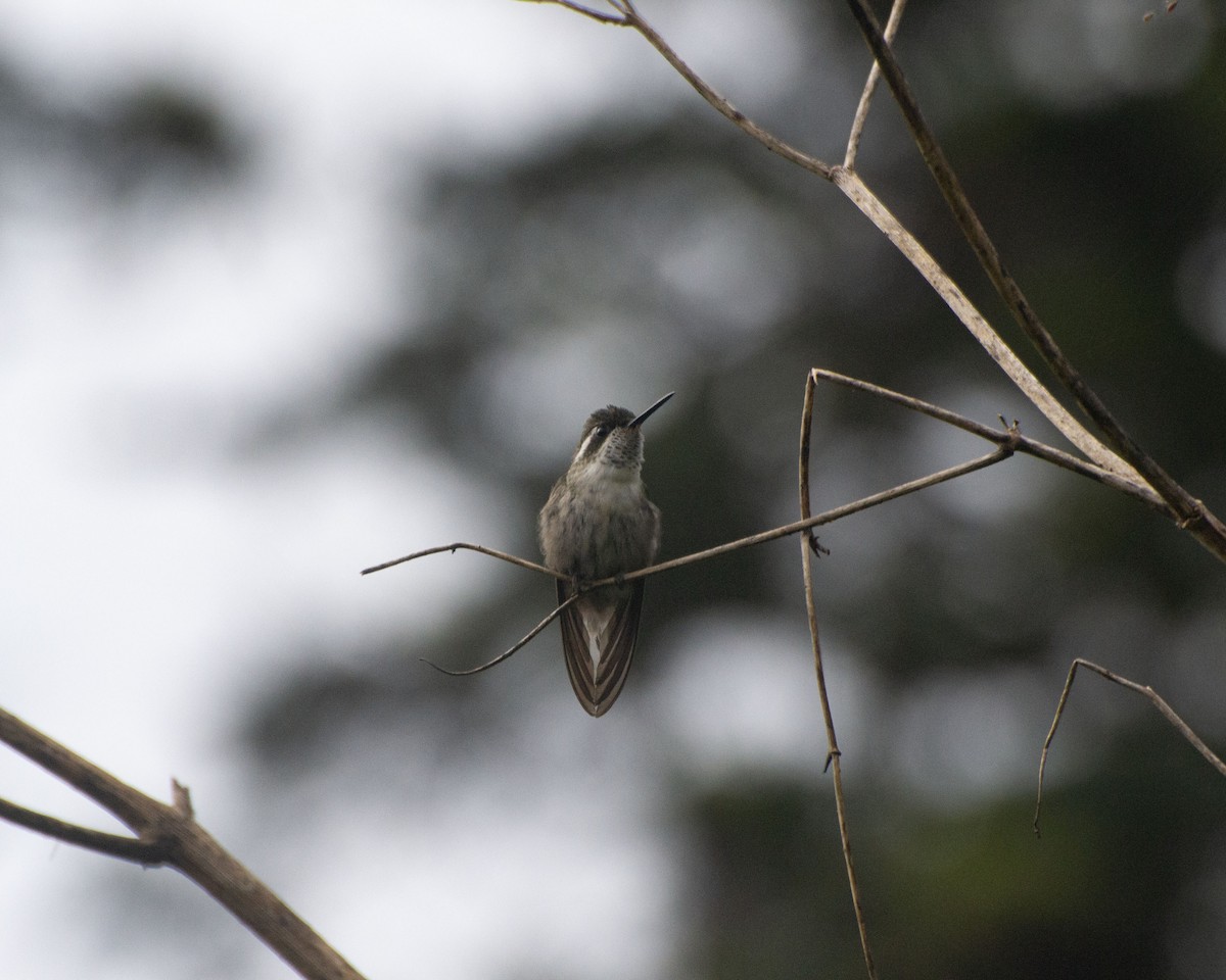 Colibrí Gorjiescamoso - ML620465996