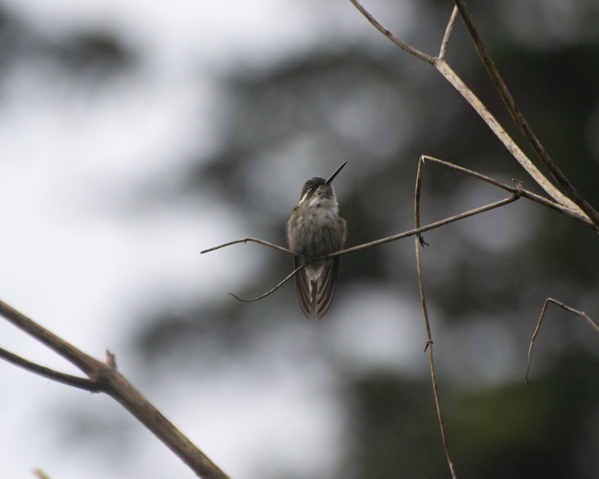 kolibřík salvadorský - ML620465997