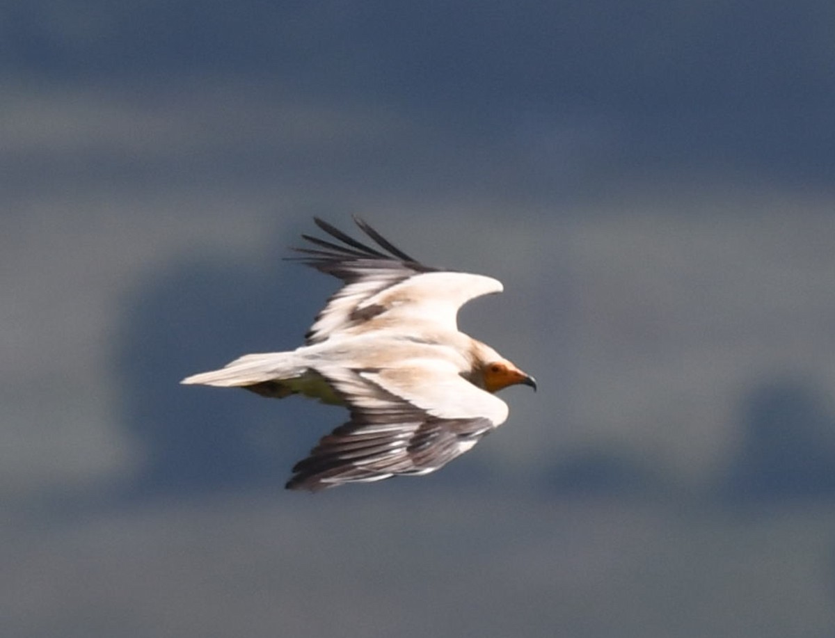 Egyptian Vulture - ML620466002