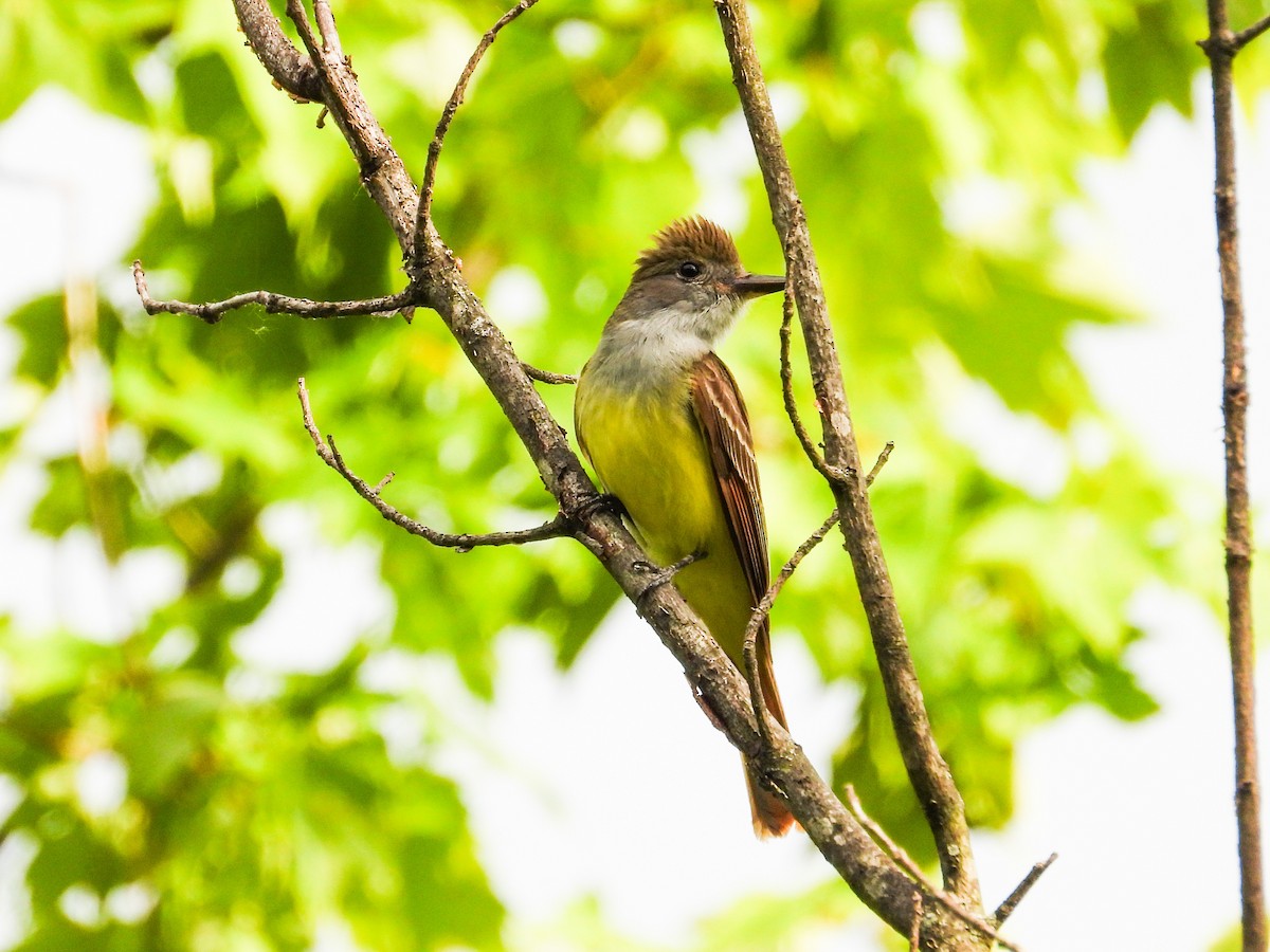 Great Crested Flycatcher - ML620466003