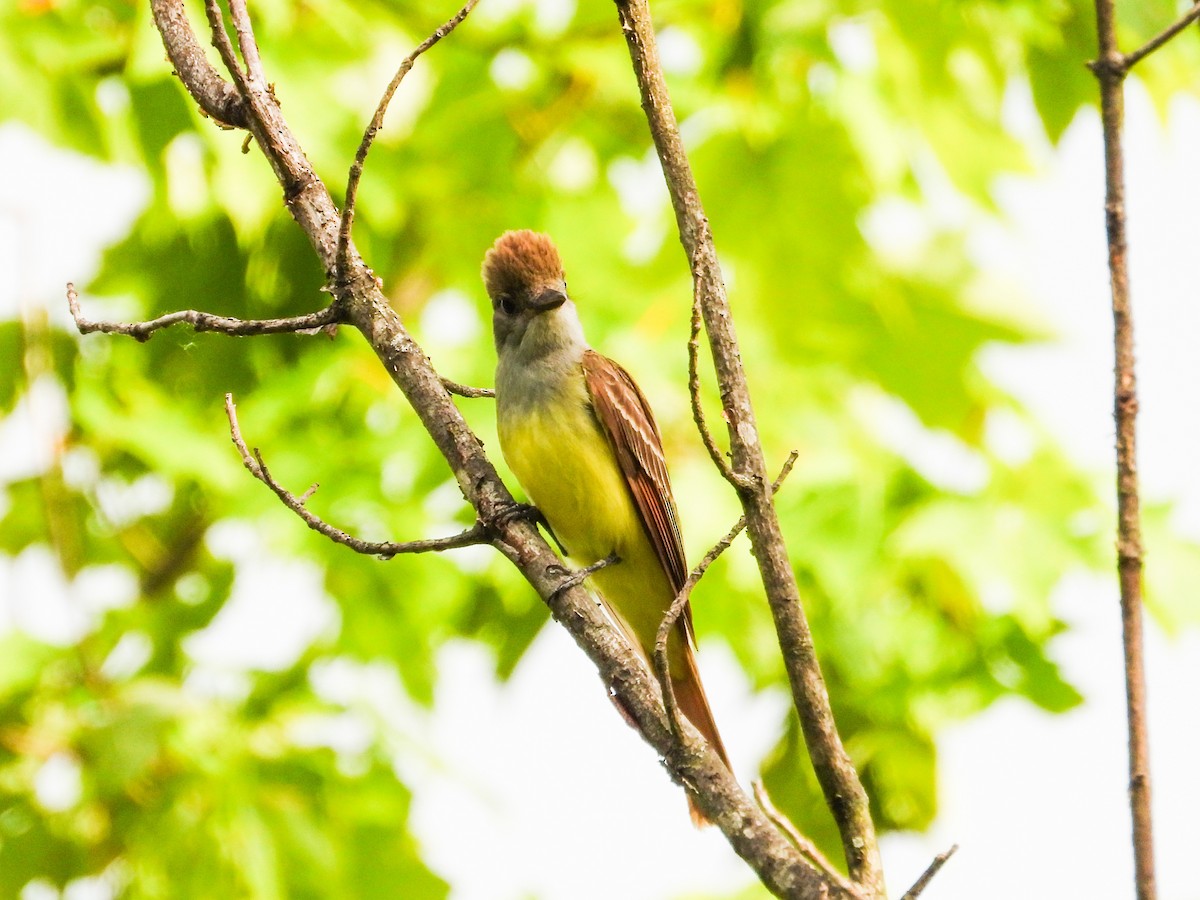 Great Crested Flycatcher - ML620466004