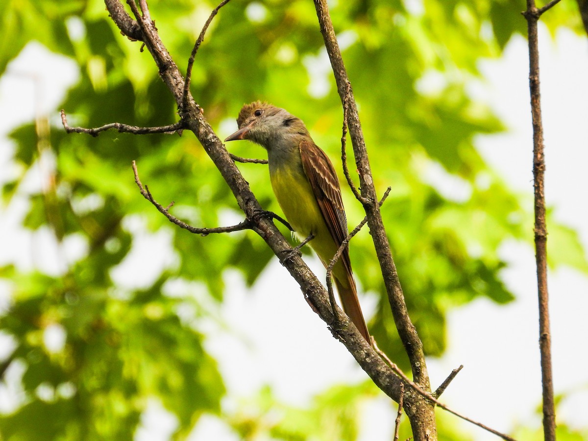 Great Crested Flycatcher - ML620466005