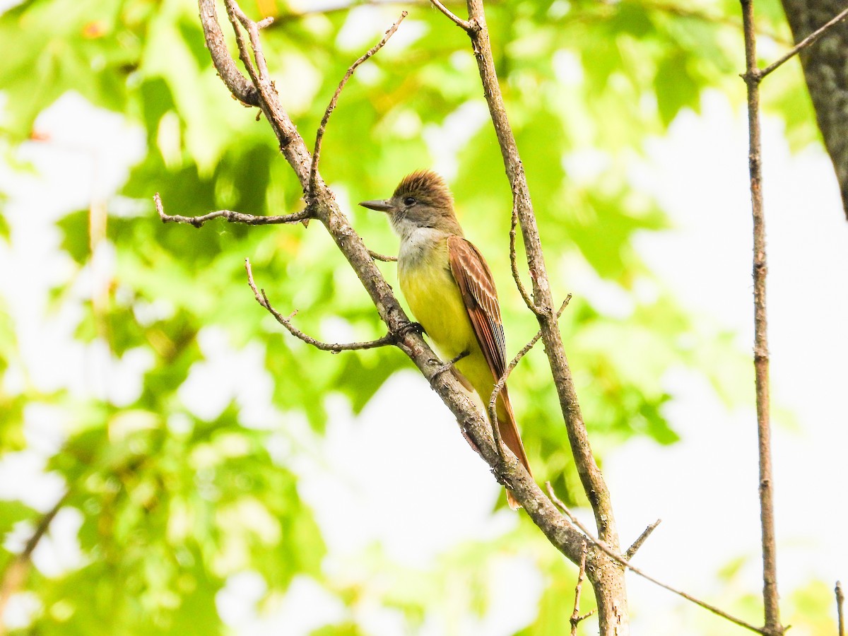 Great Crested Flycatcher - ML620466006