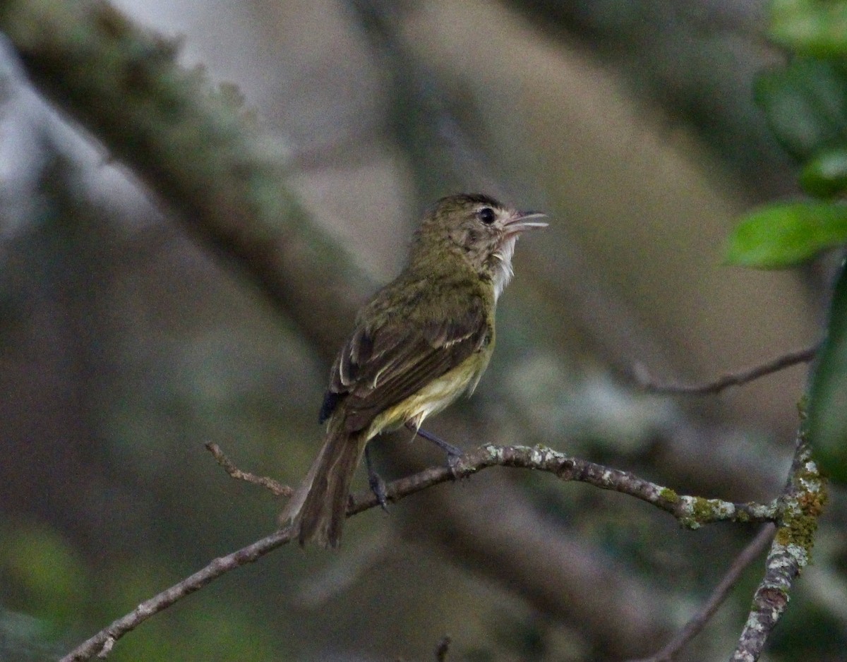 Bell's Vireo - ML620466008