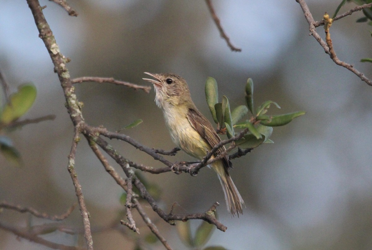 Bell's Vireo - Keith Breen