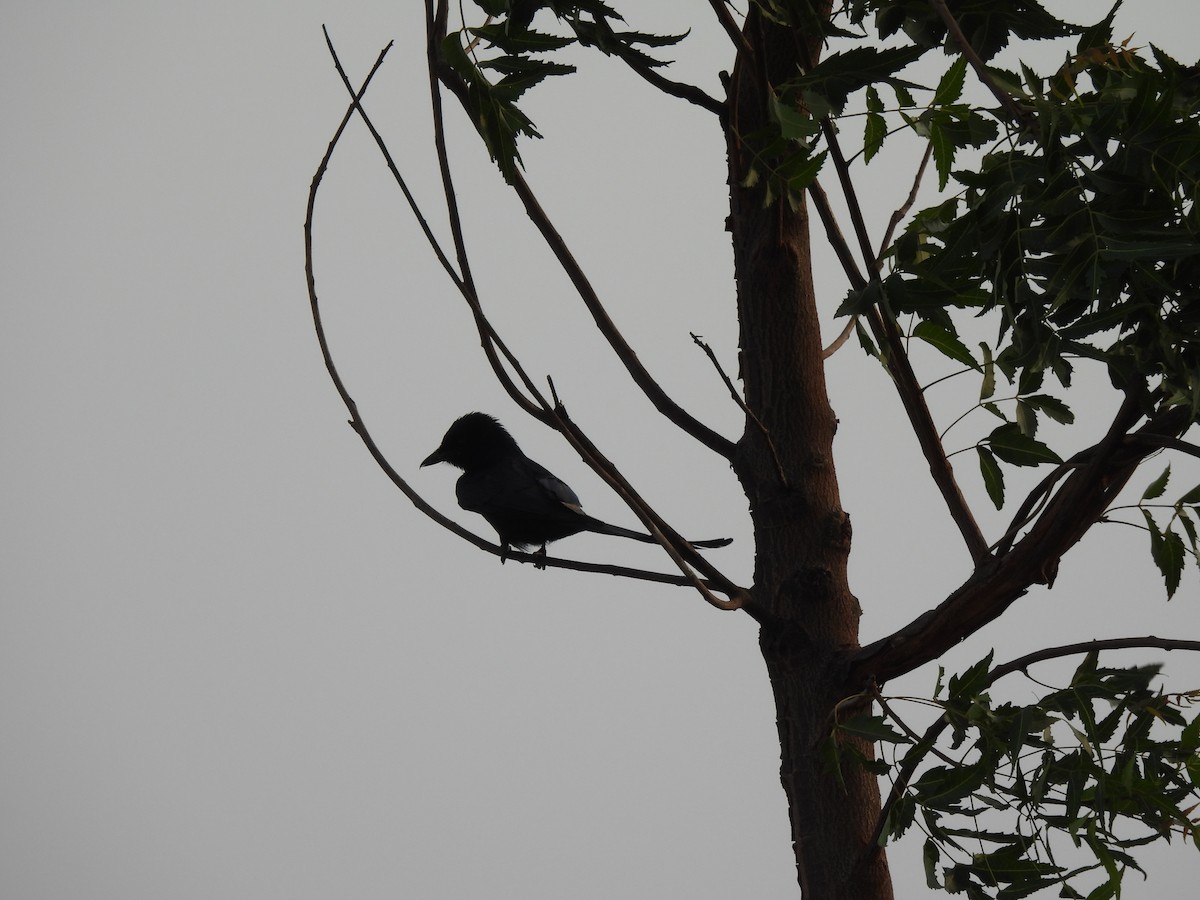 Black Drongo - Shilpa Gadgil