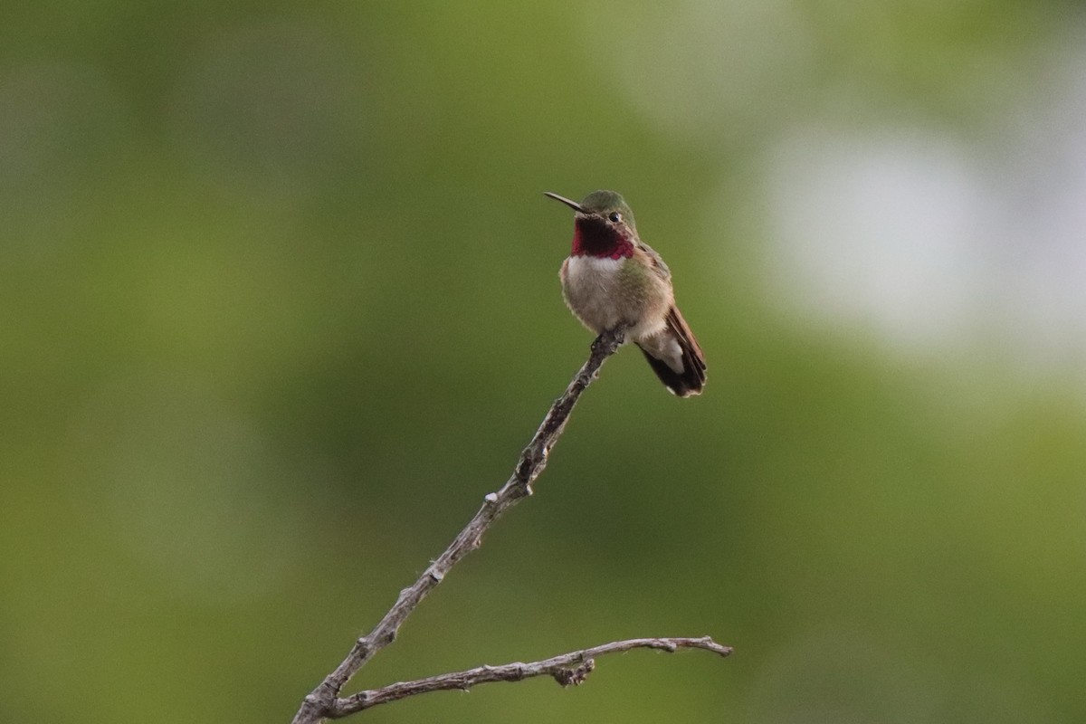 Broad-tailed Hummingbird - ML620466015