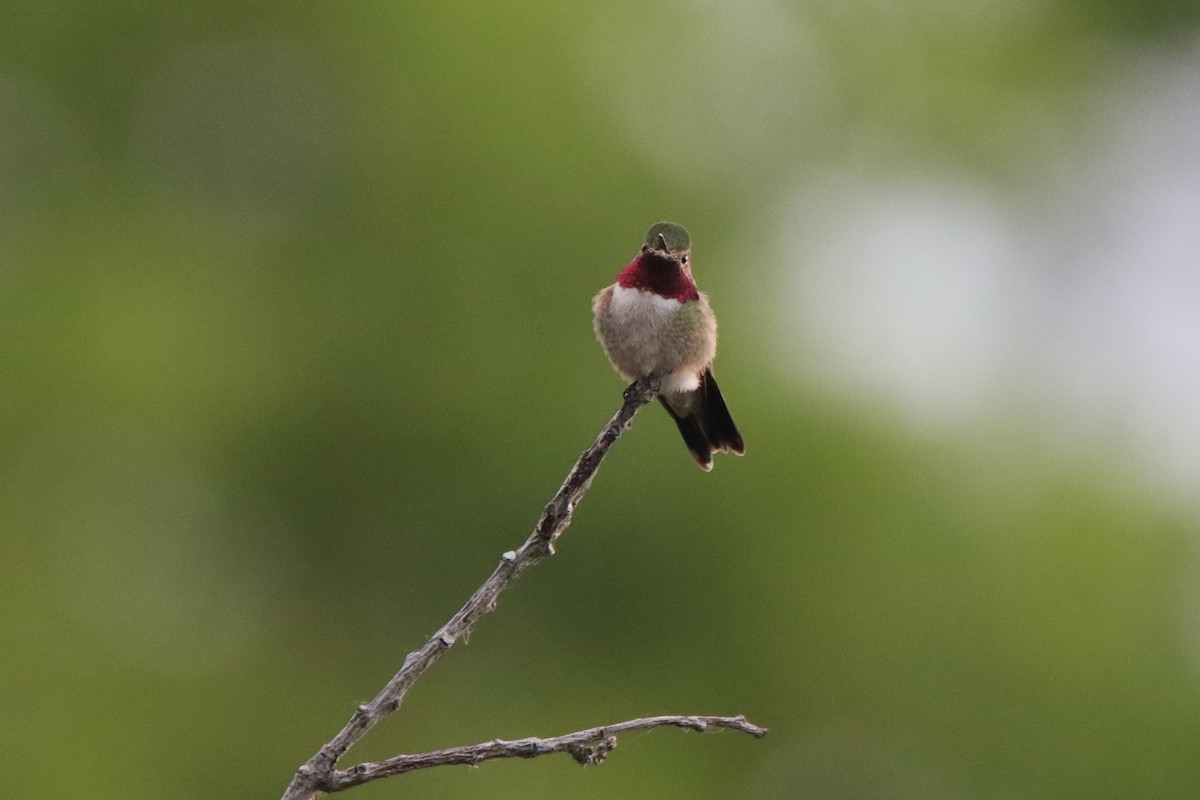 Broad-tailed Hummingbird - ML620466016