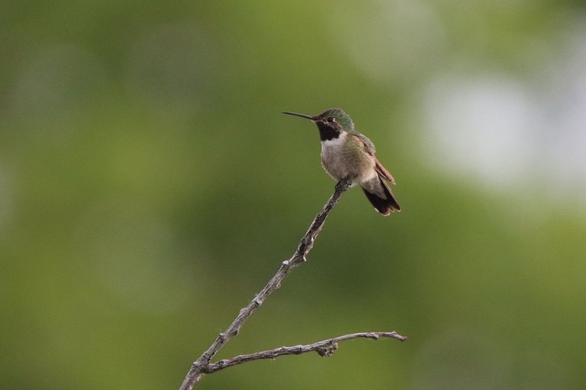 Broad-tailed Hummingbird - ML620466017