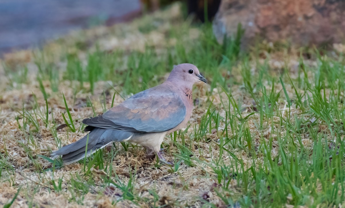 Laughing Dove - ML620466018