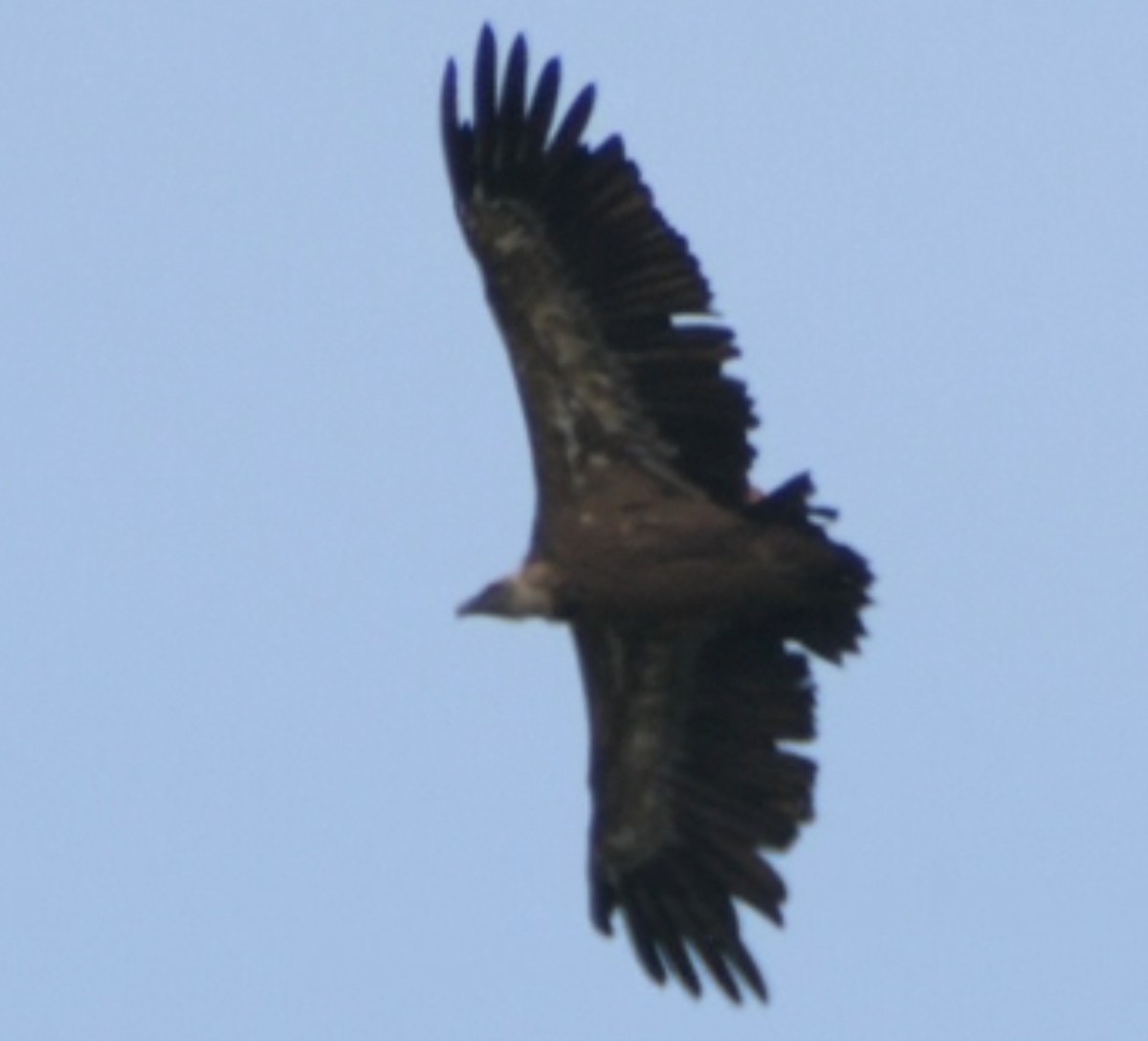 Eurasian Griffon - ML620466019