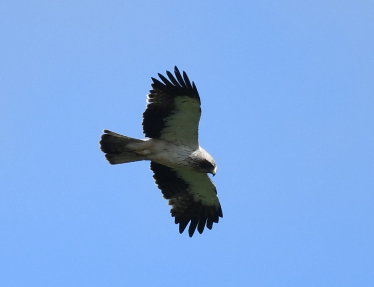 Booted Eagle - ML620466025