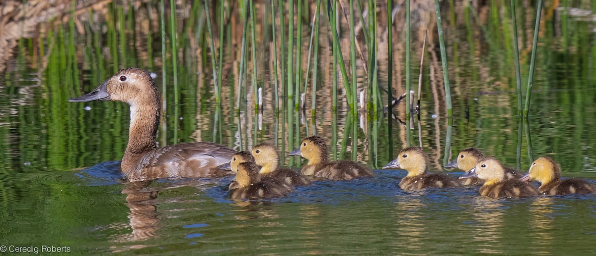 Canvasback - ML620466026