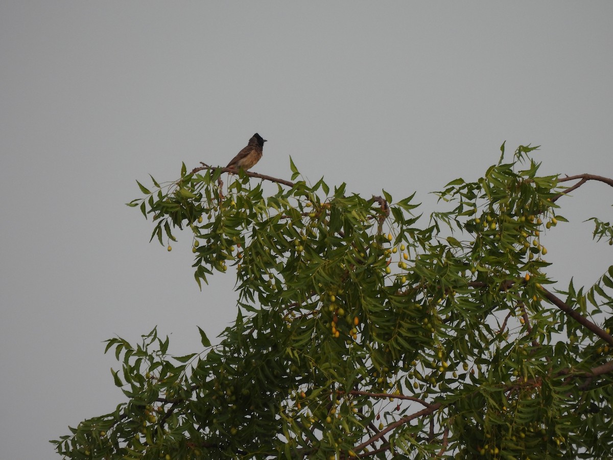 Red-vented Bulbul - ML620466027