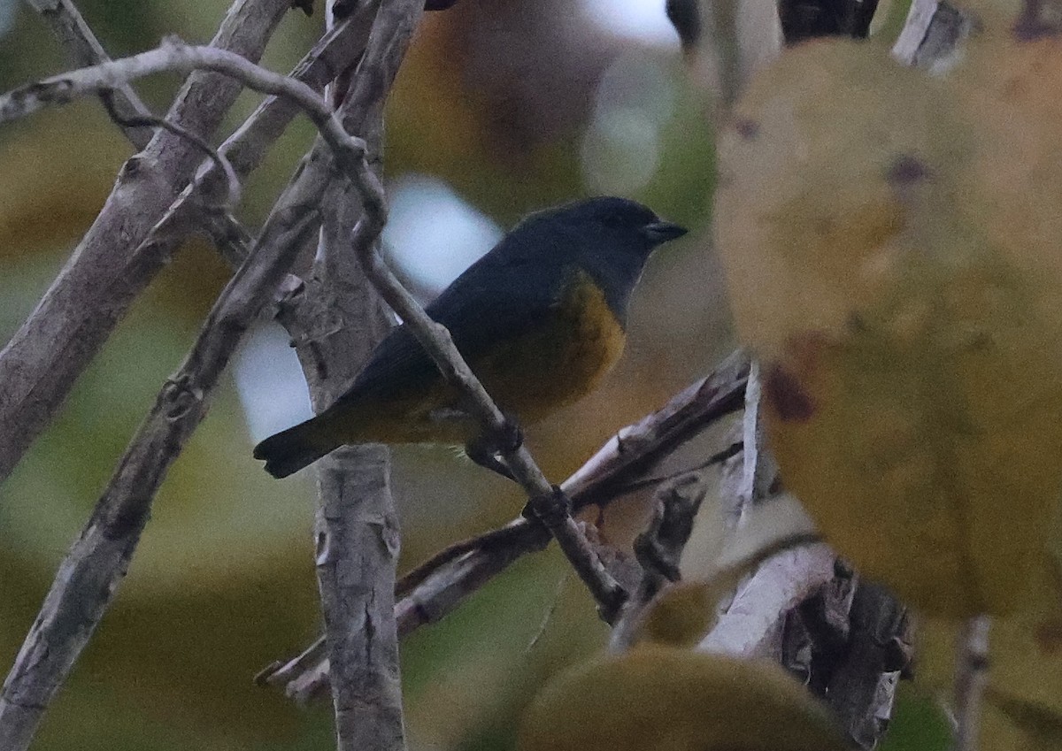 Plumbeous Euphonia - ML620466031