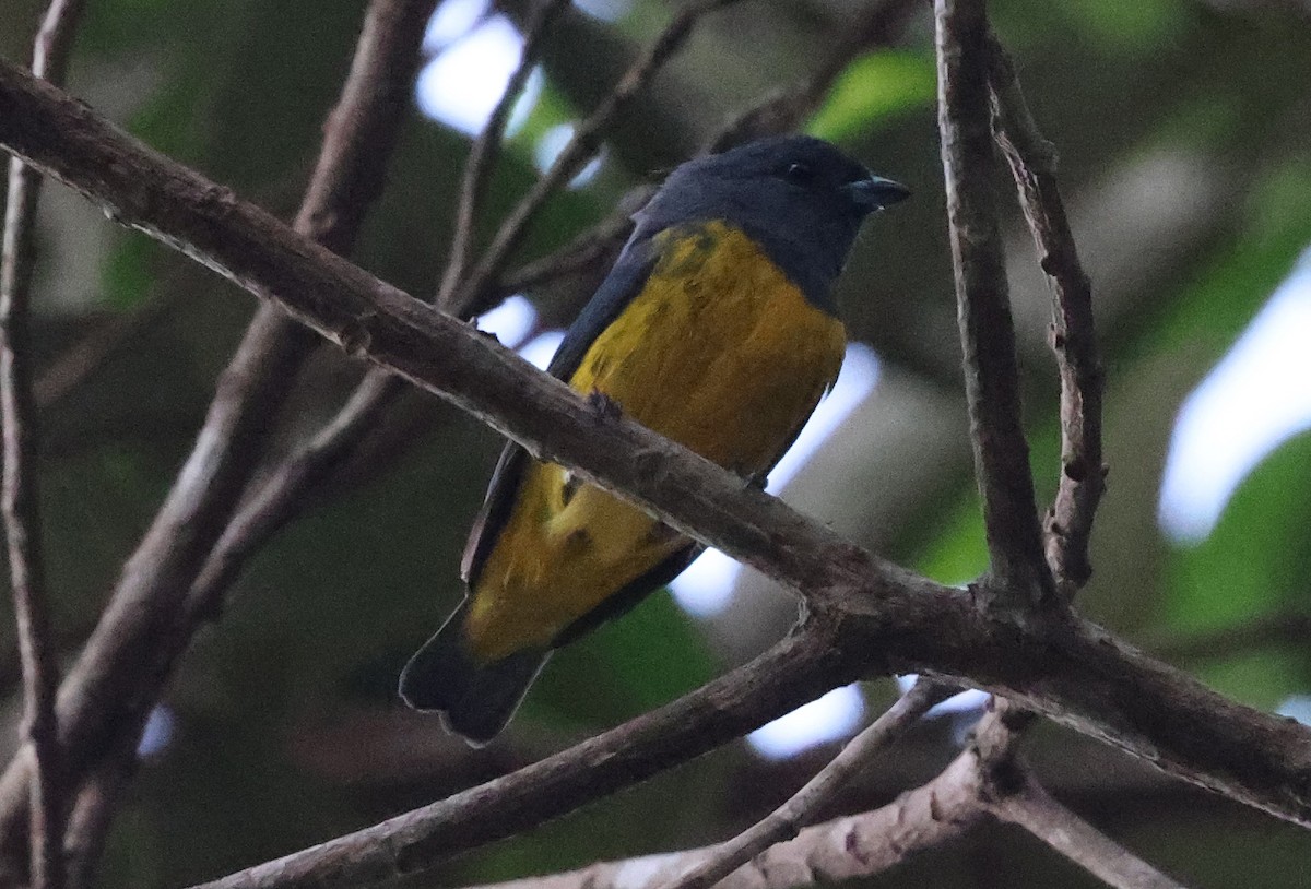 Plumbeous Euphonia - ML620466032