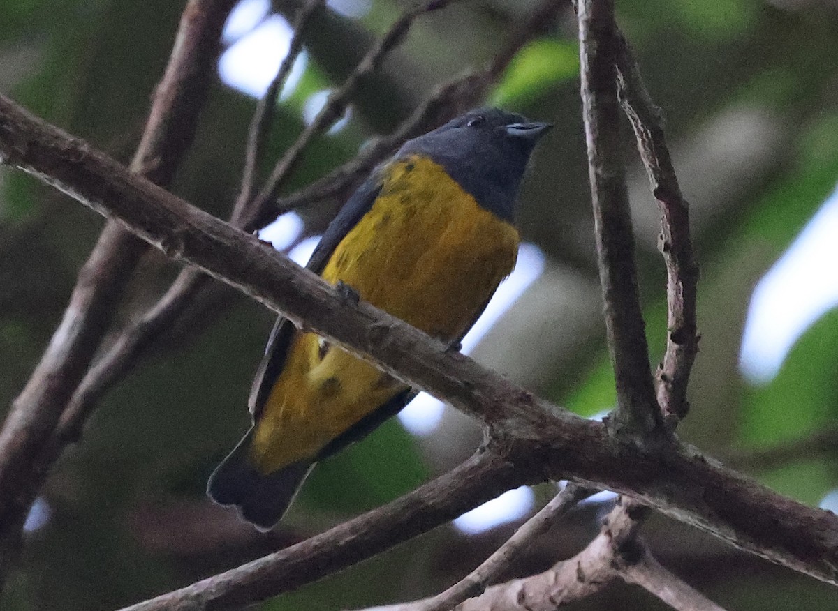 Plumbeous Euphonia - ML620466033