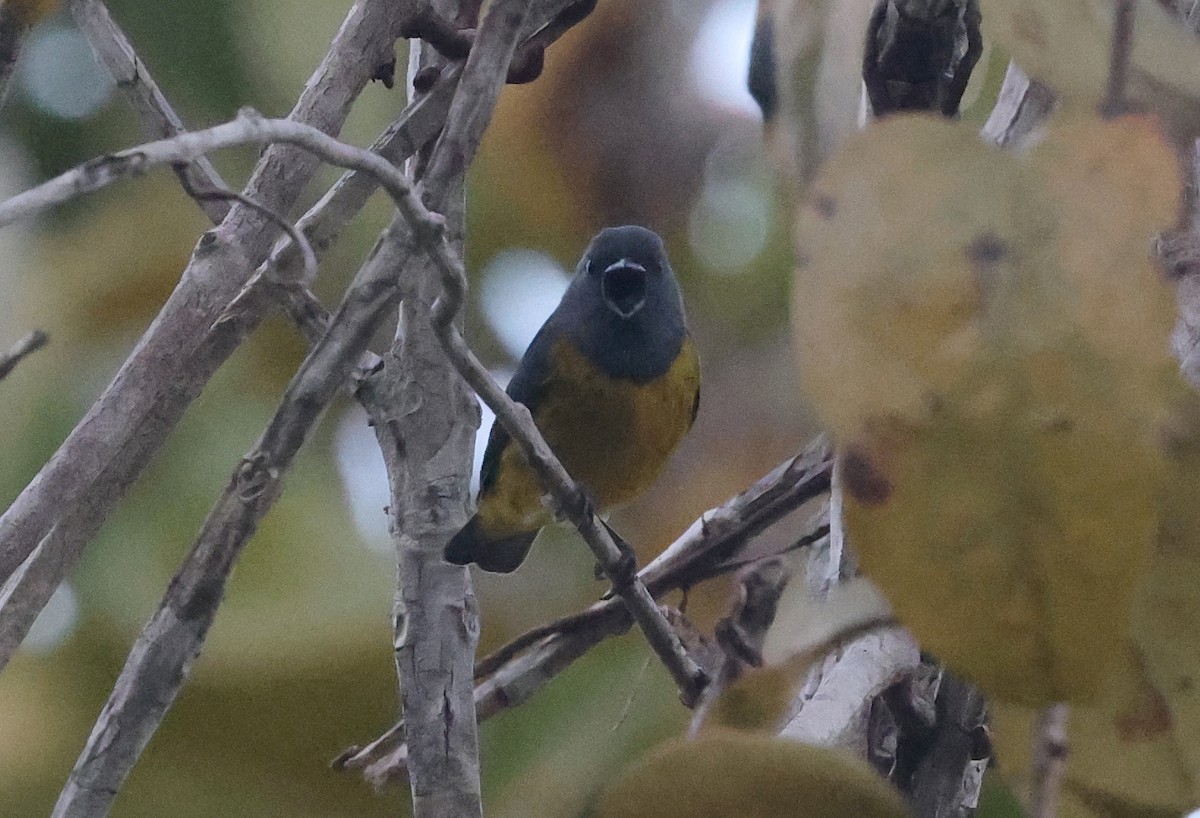 Plumbeous Euphonia - ML620466034