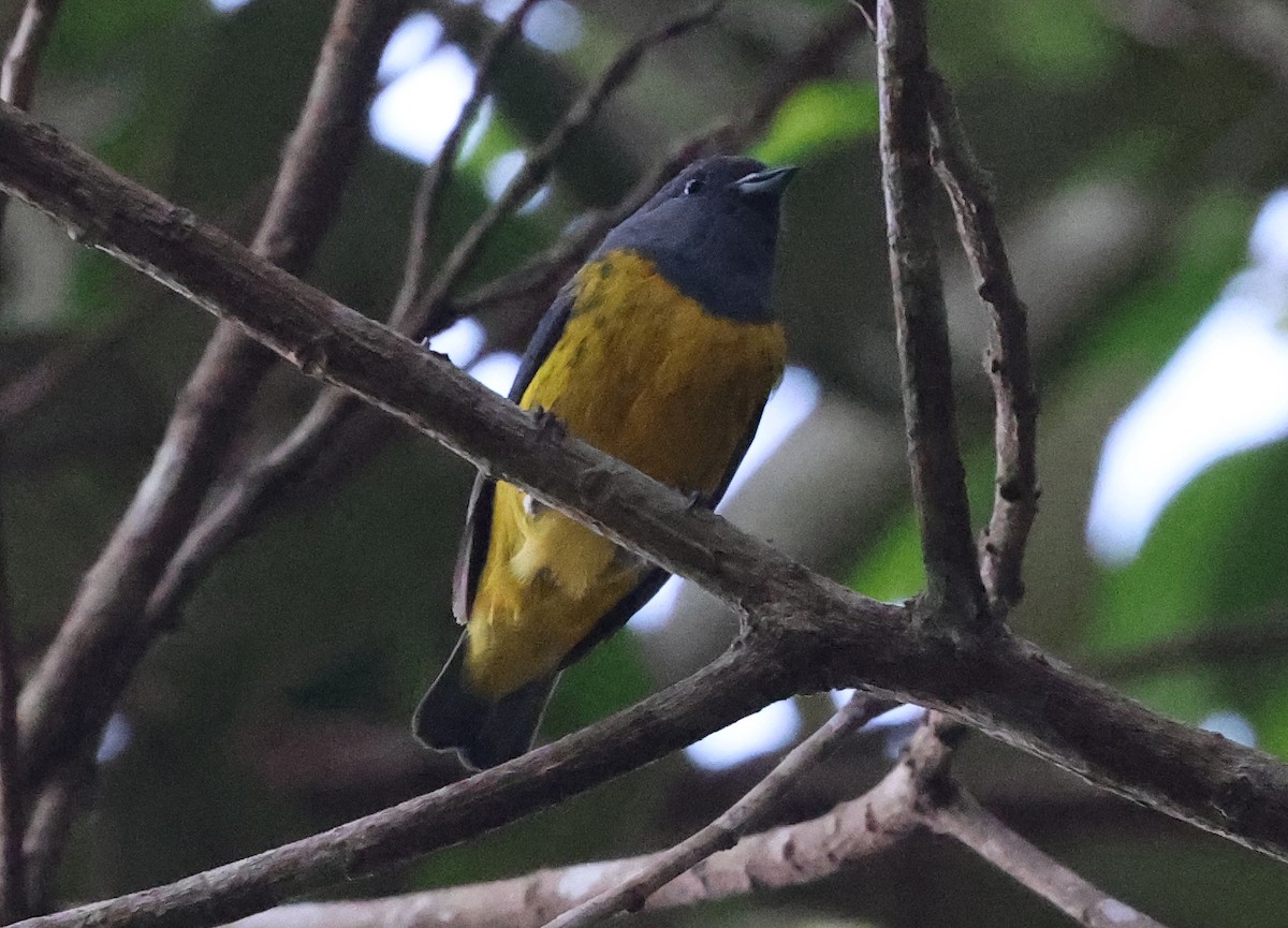 Plumbeous Euphonia - ML620466035