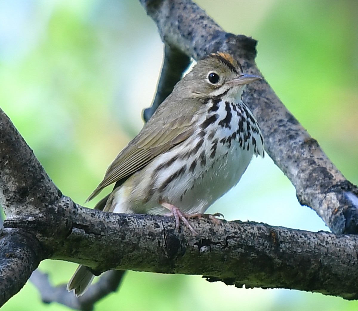 Ovenbird - ML620466039