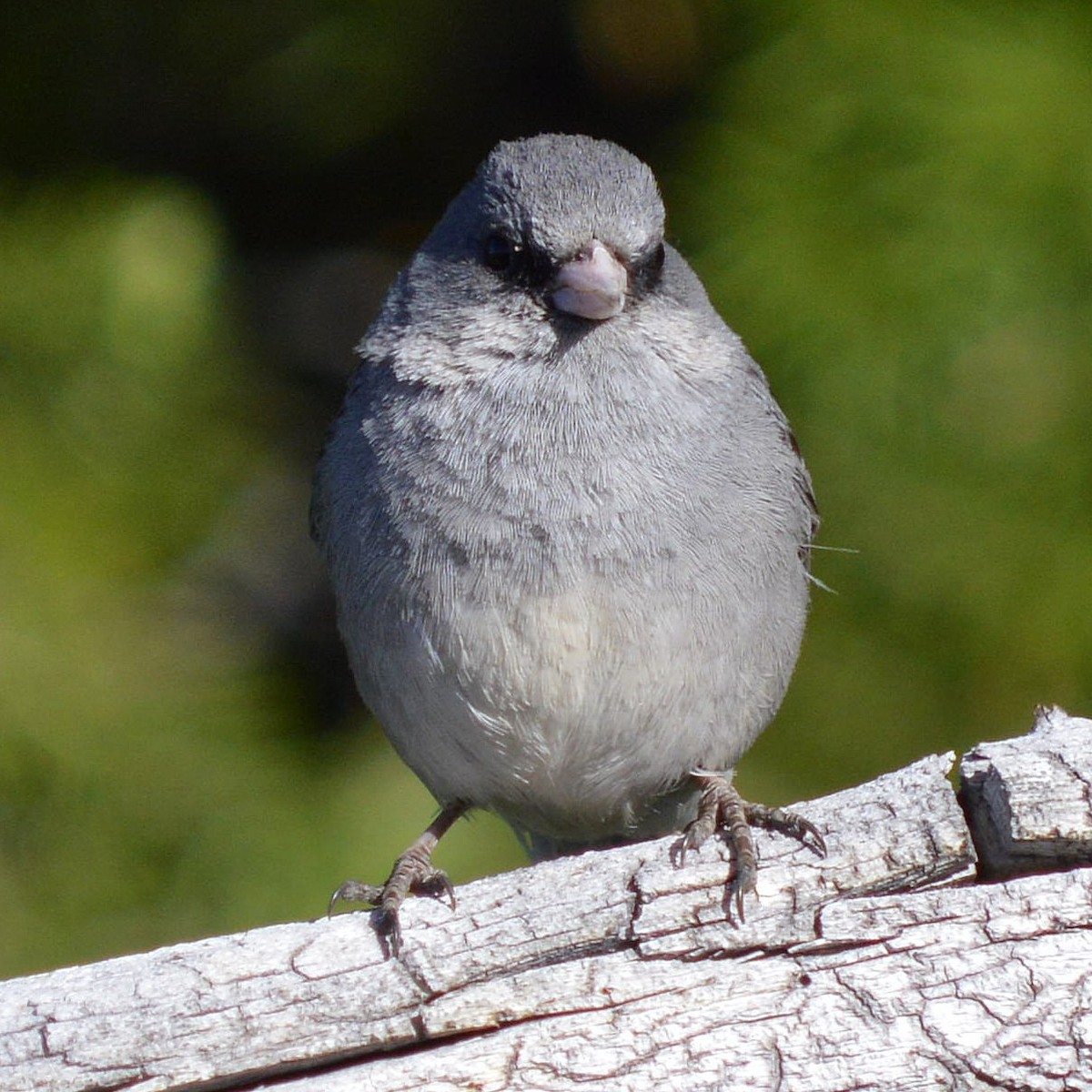 Dark-eyed Junco - ML620466040