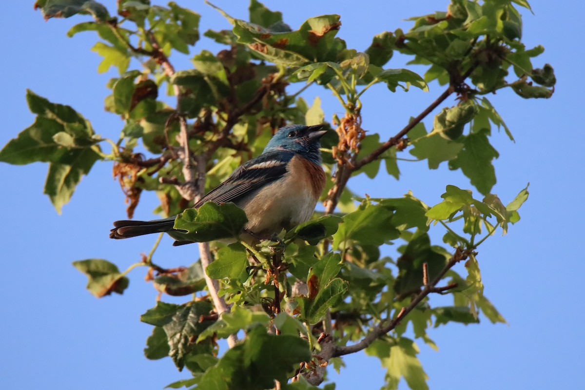 Lazuli Bunting - ML620466043