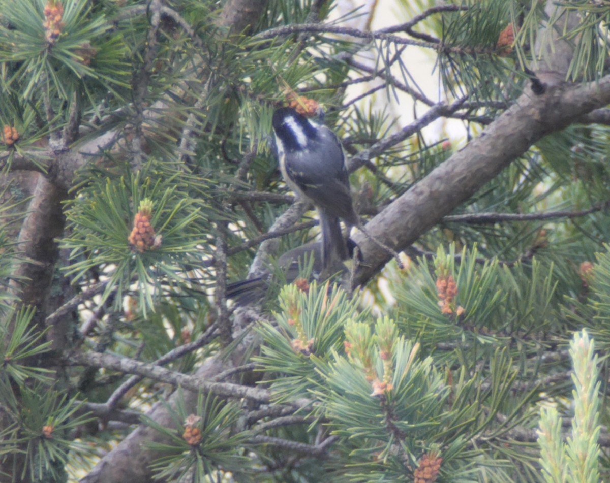 Coal Tit - ML620466047