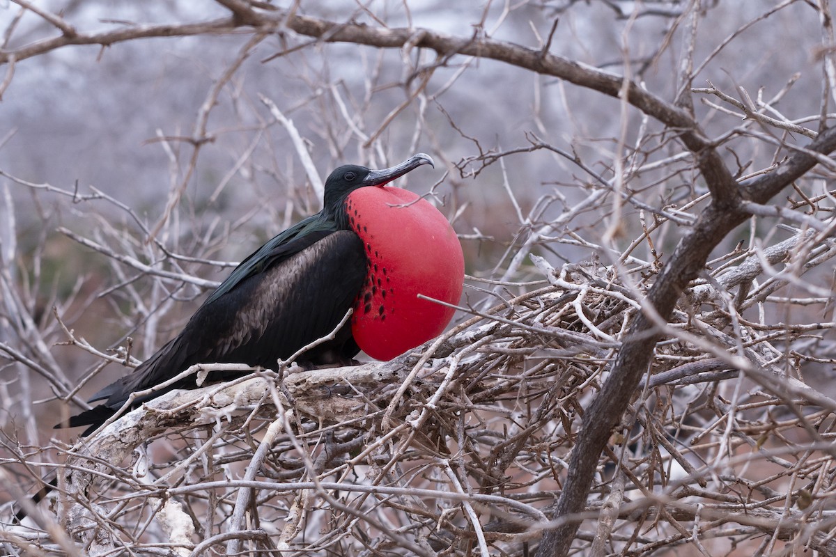 Magnificent Frigatebird - ML620466054