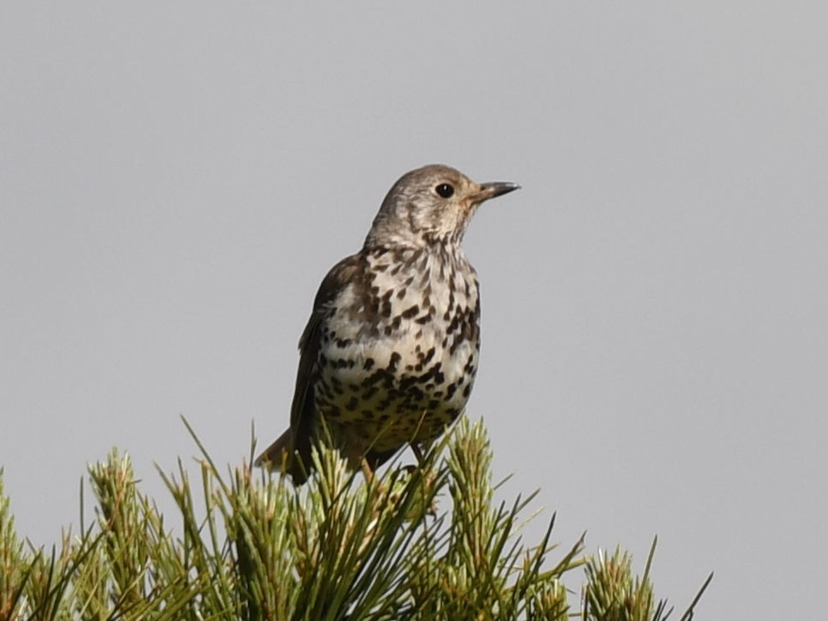 Mistle Thrush - ML620466058