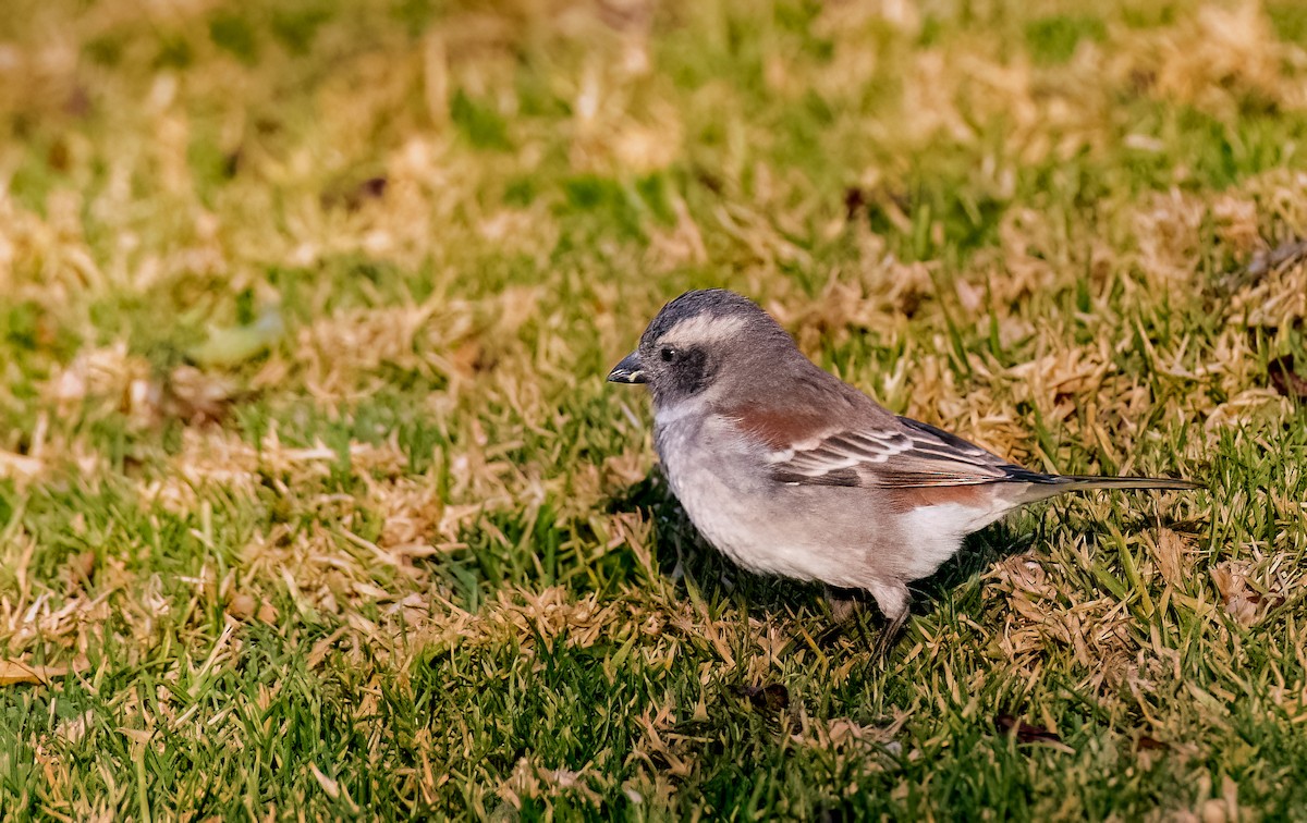 Cape Sparrow - Jim Merritt