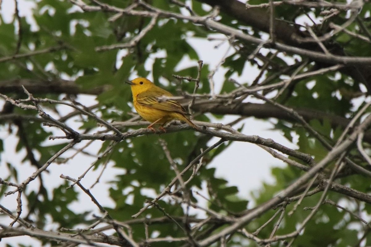 Yellow Warbler - ML620466062