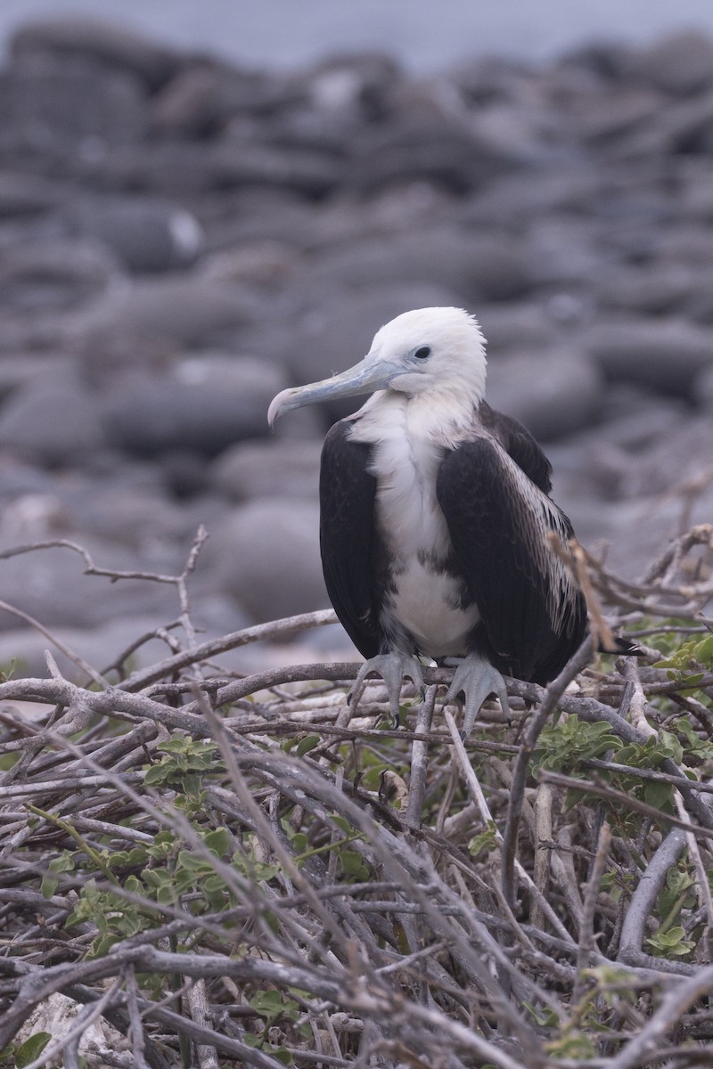 Magnificent Frigatebird - ML620466069